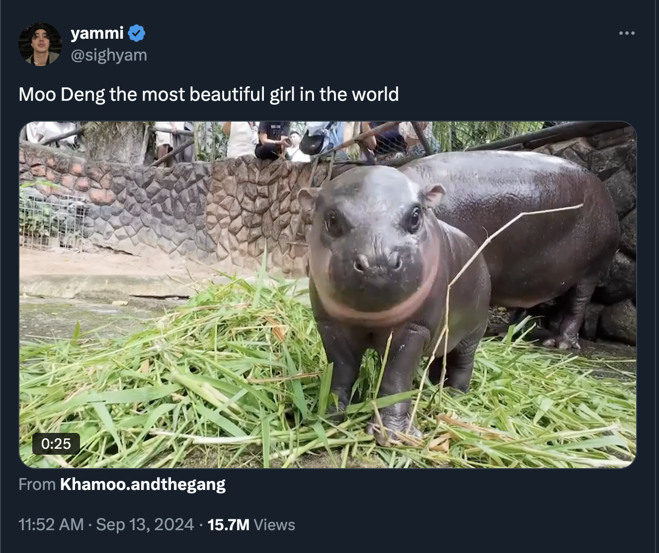 moo deng memes - Pig - yammi Moo Deng the most beautiful girl in the world From Khamoo.andthegang 15.7M Views